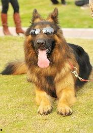 德国牧羊犬爆料视频大全,爆料视频大全精彩瞬间 第2张 德国牧羊犬爆料视频大全,爆料视频大全精彩瞬间 第2张